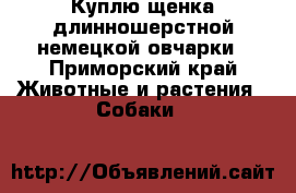 Куплю щенка длинношерстной немецкой овчарки - Приморский край Животные и растения » Собаки   